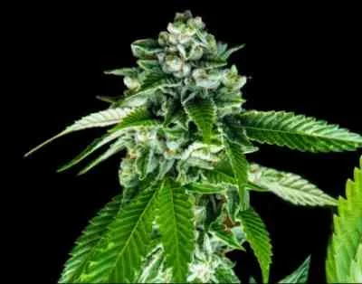 Sorbet Dreams van DNA Genetics