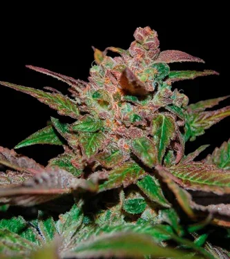 Purple Wreck van DNA Genetics