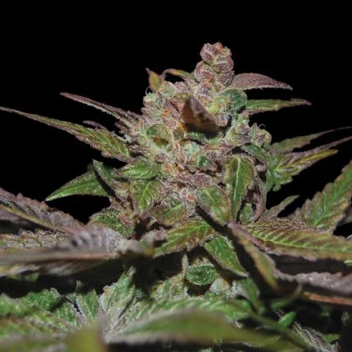Purple Wreck van DNA Genetics