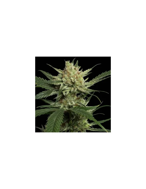 Strawberry Banana van DNA Genetics