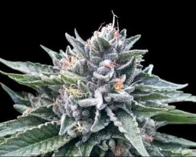 Sorbet #4 van DNA Genetics