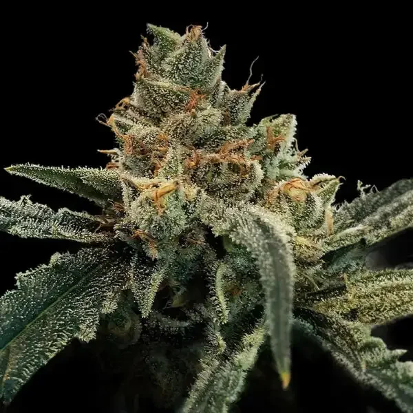 Golden Fortunes van DNA Genetics