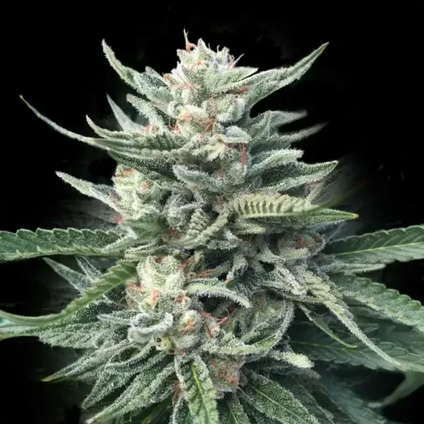 Chocolope 256 van DNA Genetics