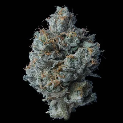 Zallah Bread van DNA Genetics