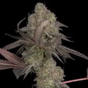 DNA Cake van DNA Genetics