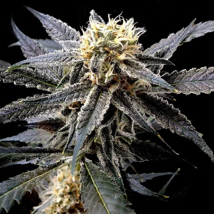 Strawberry Banana van DNA Genetics