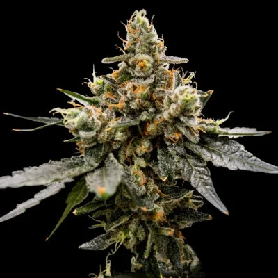 Gaz Money van DNA Genetics