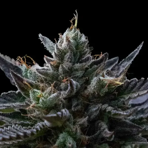 Kosher Kush by DNA Genetics