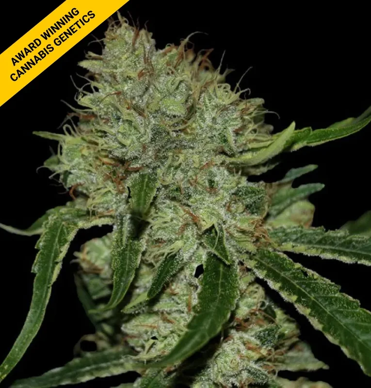Tangilope Kush by DNA Genetics