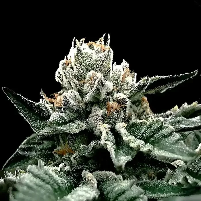 GG4 by DNA Genetics