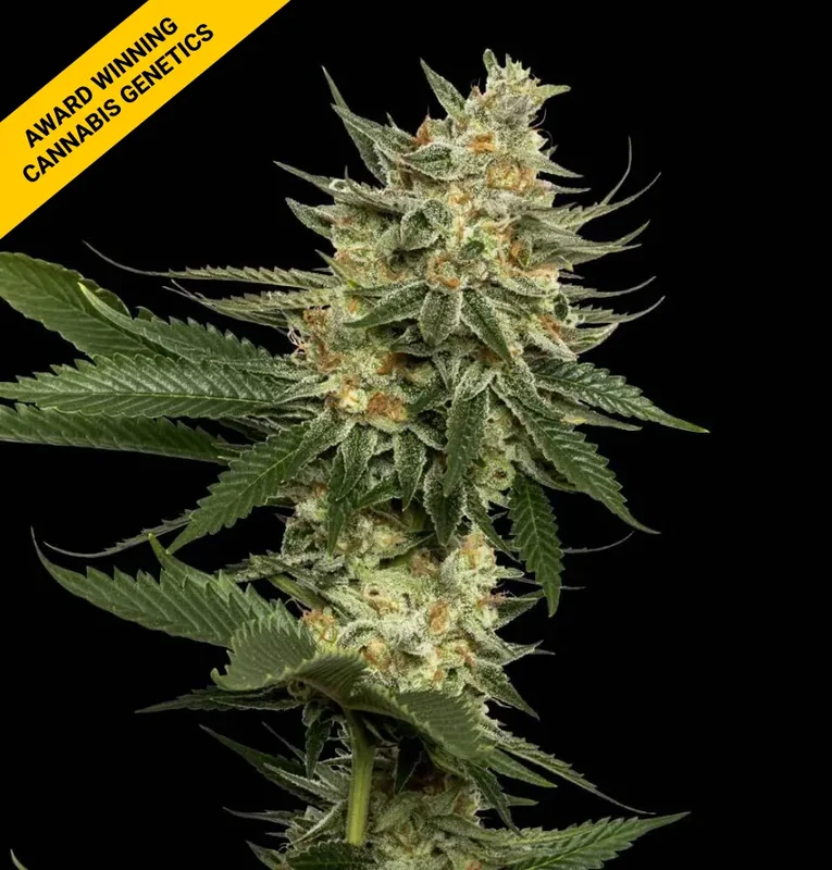 Tangie by DNA Genetics