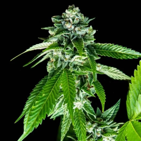Sorbet Dreams van DNA Genetics