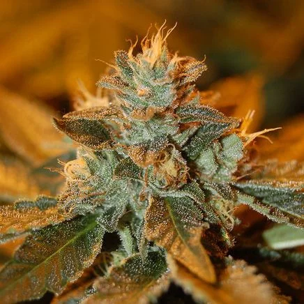 Cataract Kush van DNA Genetics