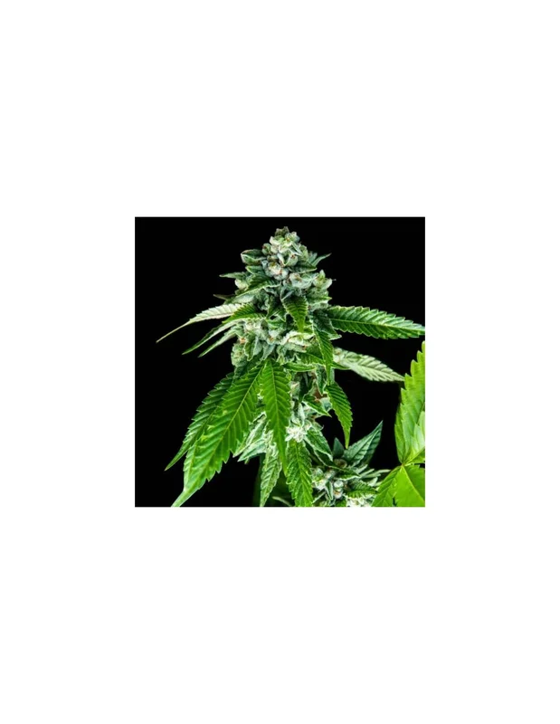 Sorbet Dreams van DNA Genetics
