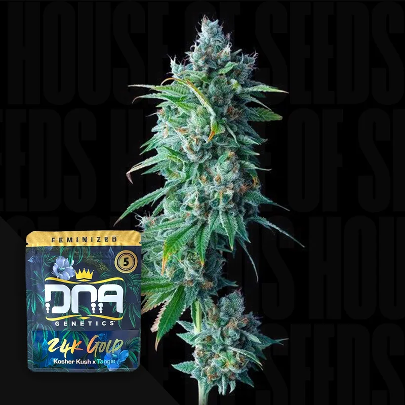 24k Gold van DNA Genetics