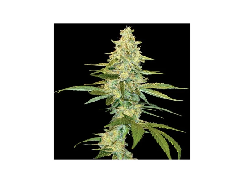 Cataract Kush van DNA Genetics