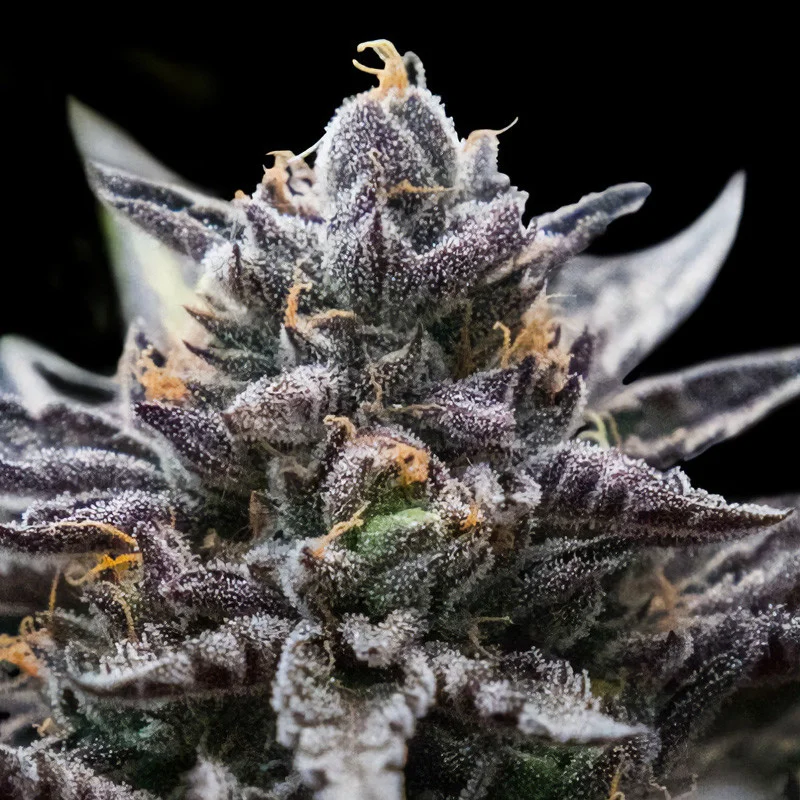 Double Stuffed Sorbet van DNA Genetics