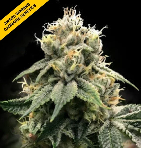 Chocolate Truffle Shuffle van DNA Genetics