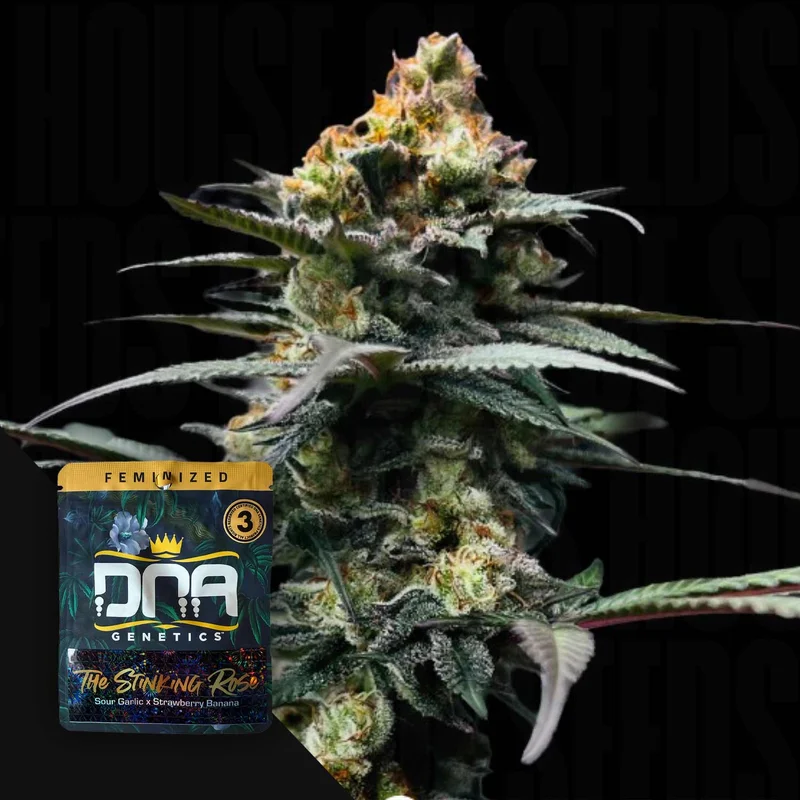 The Stinking Rose van DNA Genetics