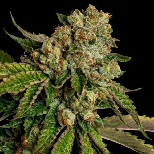 Kosher Dawg van DNA Genetics