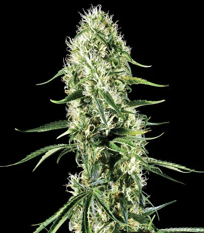 Triple Scoop van DNA Genetics