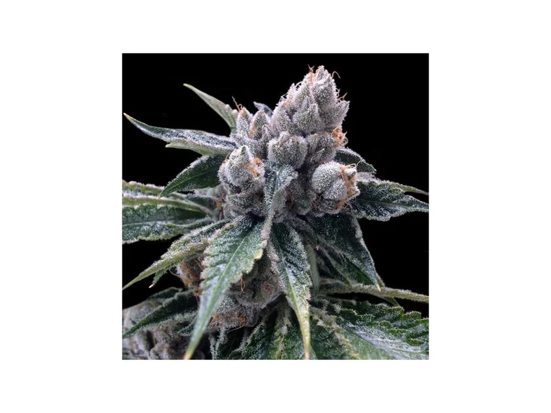 White Walker Kush van DNA Genetics