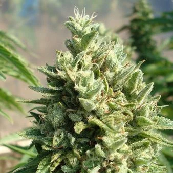 Kandy Kush van DNA Genetics