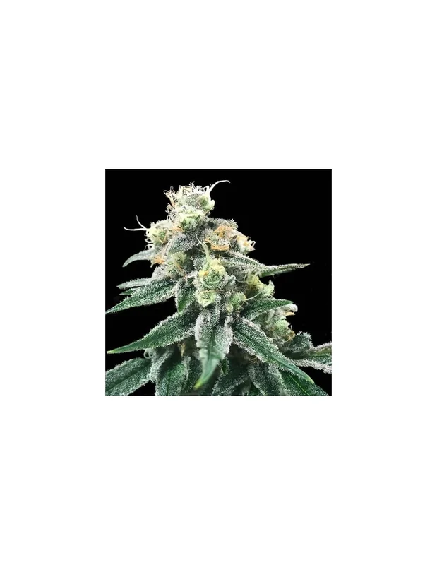 Swiss Miss van DNA Genetics