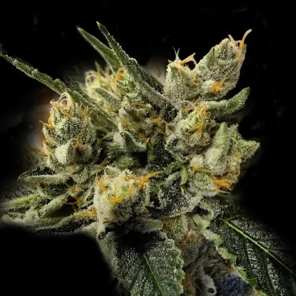 GMO Kosher by DNA Genetics