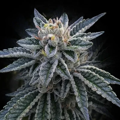 3Peat van DNA Genetics