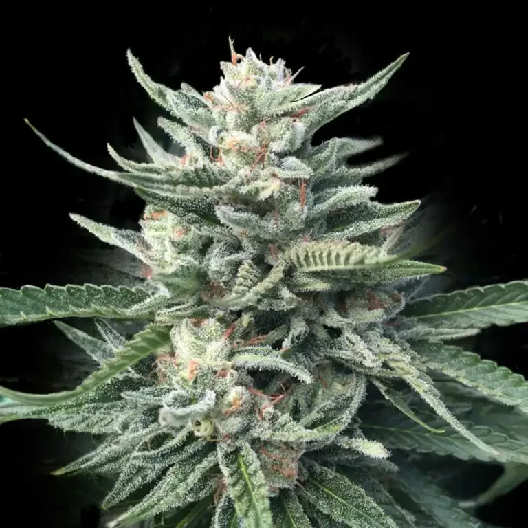Chocolope van DNA Genetics