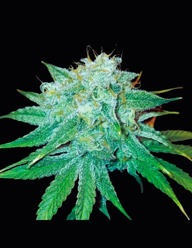 The Stinking Rose van DNA Genetics