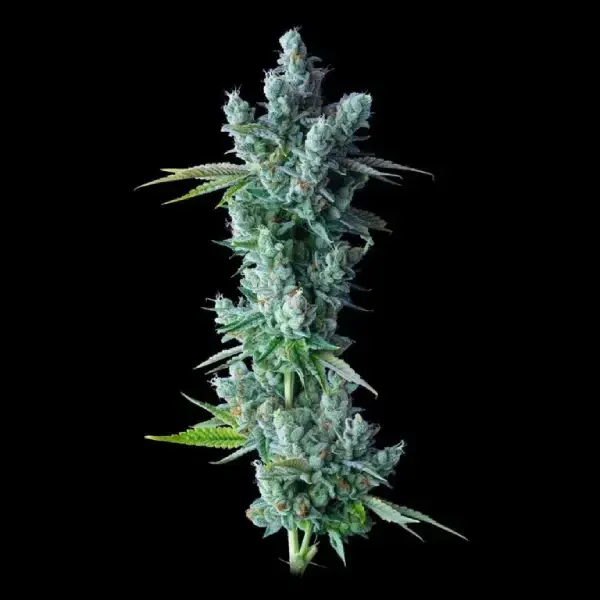 Kosher Dawg by DNA Genetics