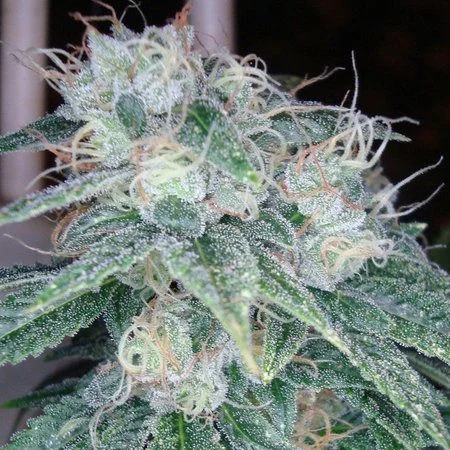 Sour Diesel van DNA Genetics