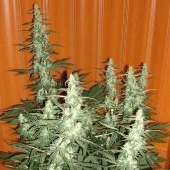 Cole Train van DNA Genetics
