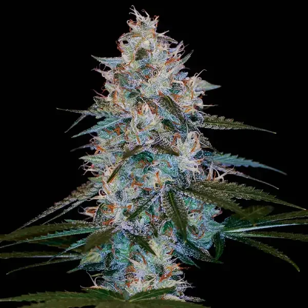 Chocolope Kush van DNA Genetics