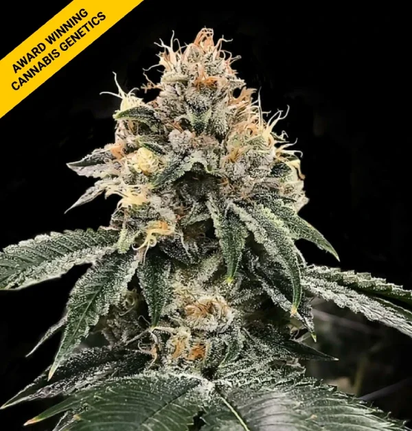 HG23 AKA MICHAEL JORDAN van DNA Genetics