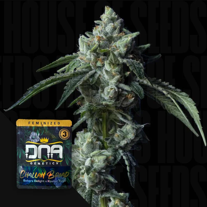 Challah Bread van DNA Genetics