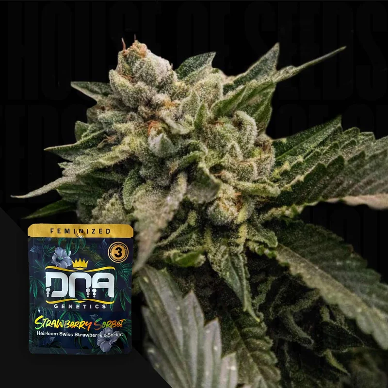 Strawberry Sorbet van DNA Genetics