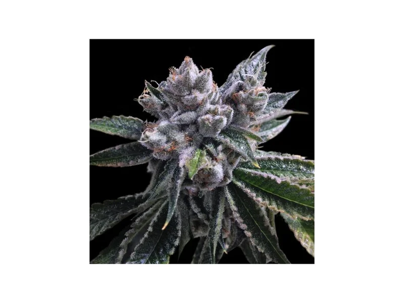 El Fuego van DNA Genetics