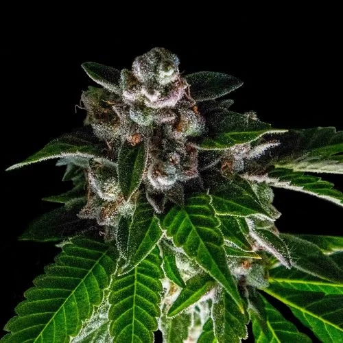 Bakers Delight van DNA Genetics