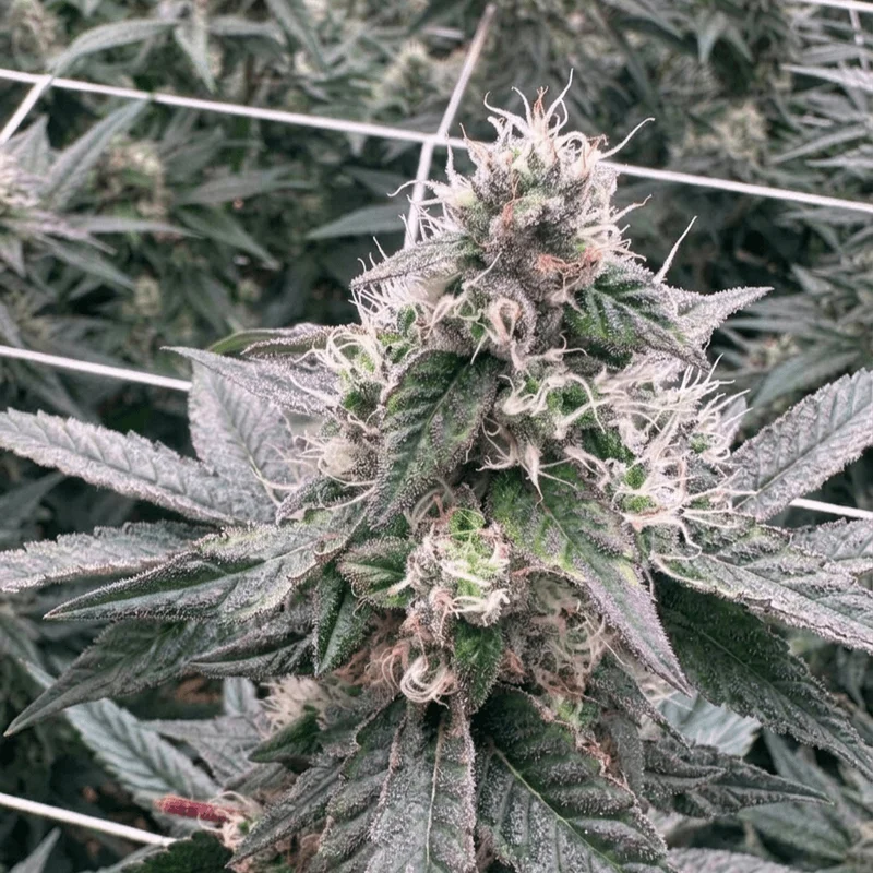 White Widow by DNA Genetics