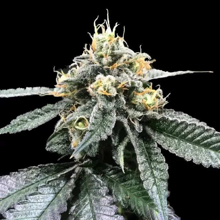 You Whoo by DNA Genetics