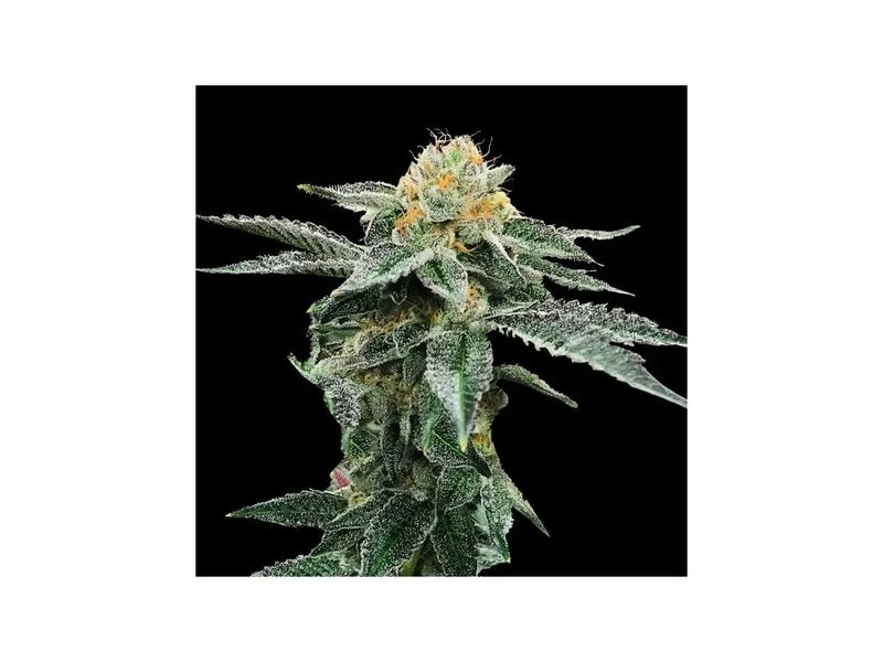 Kosher Cookies van DNA Genetics