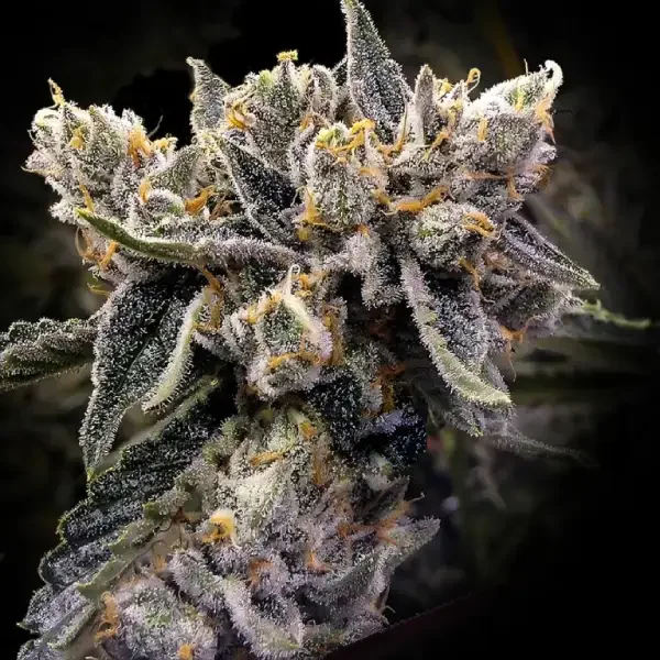 Bruised Banana van DNA Genetics