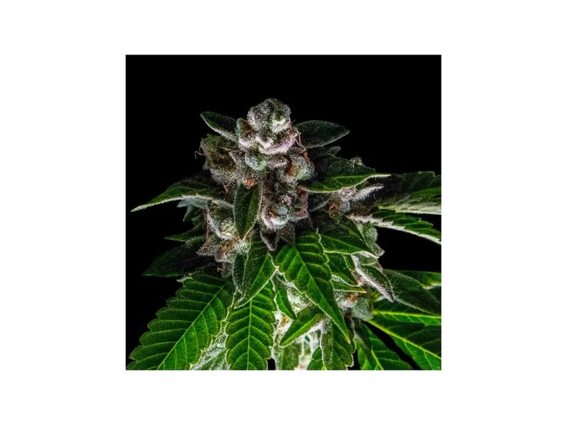 Bakers Delight van DNA Genetics