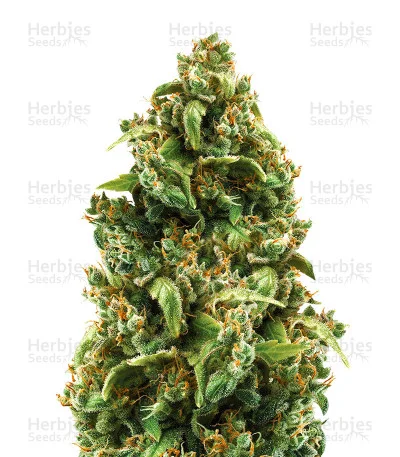 Sour Sorbet van DNA Genetics