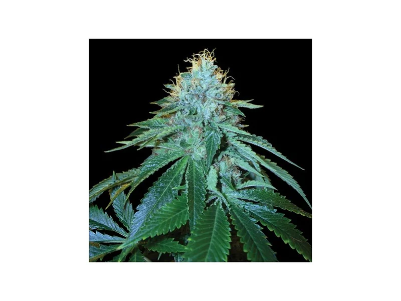 The OG #18 van DNA Genetics