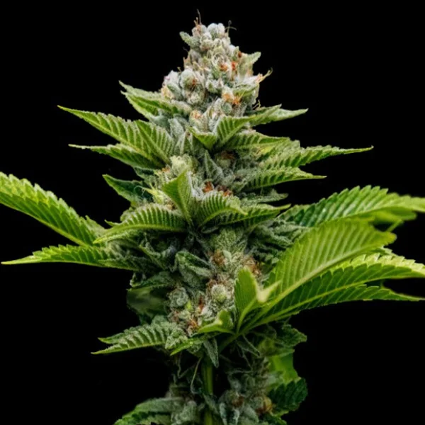 Challah Cake van DNA Genetics
