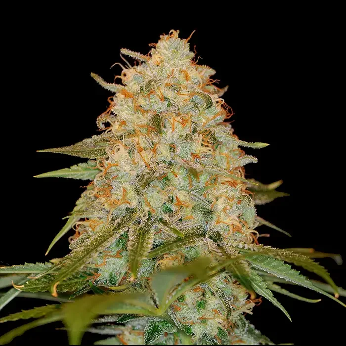 LA Chocolat by DNA Genetics